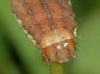  Chenille de Ochropleura leucogaster Frr - ©Wolfgang Wagner, www.pyrgus.de