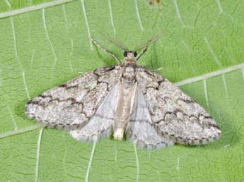 Tephronia lhommaria Cleu adulte - Philippe Mothiron