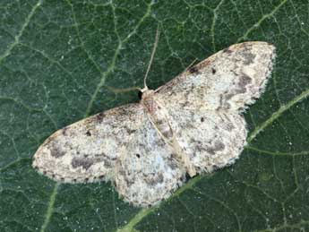 Idaea libycata Bartel adulte - ©Daniel Morel