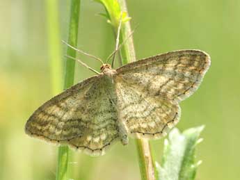 Idaea macilentaria H.-S. adulte - Jean-Franois Maradan