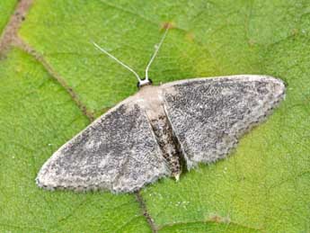 Idaea mediaria Hb. adulte - Philippe Mothiron