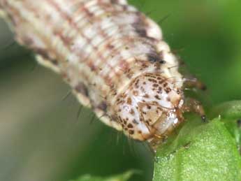  Chenille de Coenotephria ablutaria Bsdv. - Philippe Mothiron