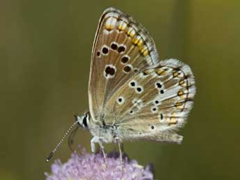 Aricia morronensis Ribbe adulte - ©Nicolas Hlitas