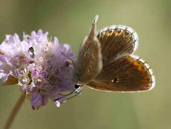 Aricia morronensis Ribbe adulte - Nicolas Hlitas