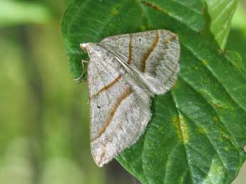 Scotopteryx mucronata Scop. adulte - ©Philippe Mothiron