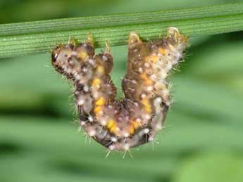  Chenille de Minoa murinata Scop. - ©Wolfgang Wagner, www.pyrgus.de