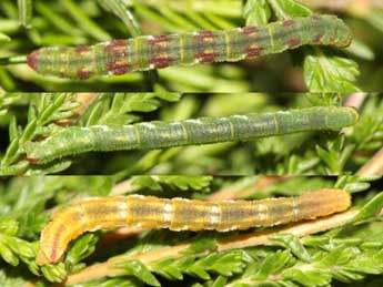  Chenille de Eupithecia nanata Hb. - Jean-Paul Coat