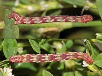  Chenille de Eupithecia nanata Hb. - ©Jean-Paul Coat