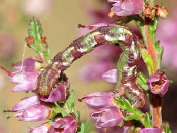  Chenille de Eupithecia nanata Hb. - ©Jean-Paul Coat