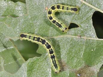  Chenille de Euchoeca nebulata Scop. - Philippe Mothiron