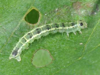  Chenille de Euchoeca nebulata Scop. - ©Philippe Mothiron