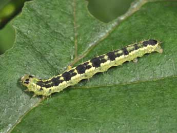  Chenille de Euchoeca nebulata Scop. - ©Philippe Mothiron