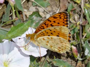 Fabriciana niobe L. adulte - Jude Lock