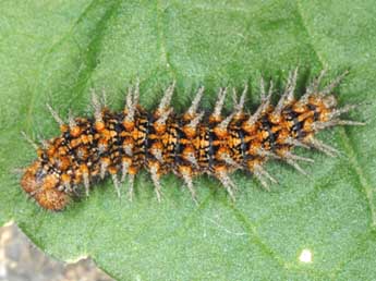  Chenille de Fabriciana niobe L. - Wolfgang Wagner, www.pyrgus.de