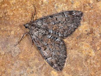 Thera obeliscata Hb. adulte - Philippe Mothiron