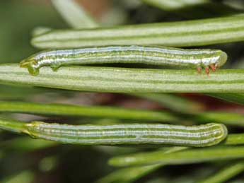  Chenille de Thera obeliscata Hb. - ©Jean-Paul Coat