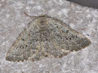 Gnophos obfuscata D. & S. adulte - Philippe Mothiron