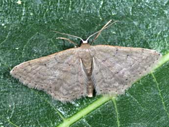 Idaea obsoletaria Rbr adulte - ©Philippe Mothiron