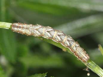  Chenille de Cosmorhoe ocellata L. - Philippe Mothiron