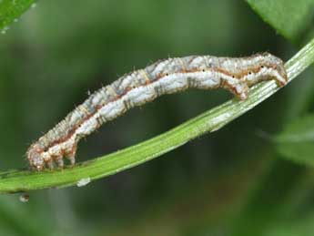  Chenille de Cosmorhoe ocellata L. - ©Philippe Mothiron