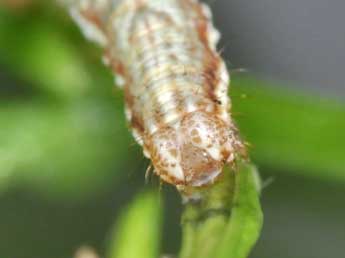  Chenille de Cosmorhoe ocellata L. - Philippe Mothiron