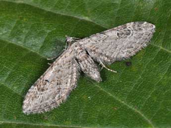 Eupithecia ochridata Sch. & Pink. adulte - Philippe Mothiron