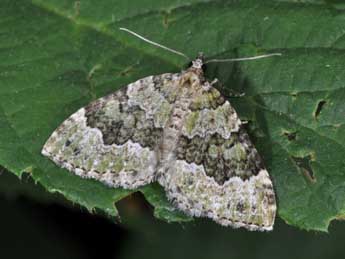 Colostygia olivata D. & S. adulte - Philippe Mothiron