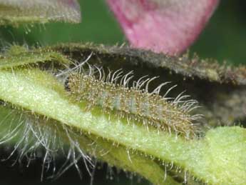  Chenille de Aplasta ononaria Fuessly - ©Philippe Mothiron