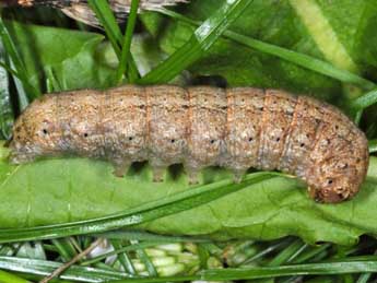  Chenille de Eucoptocnemis optabilis Bsdv. - Wolfgang Wagner, www.pyrgus.de