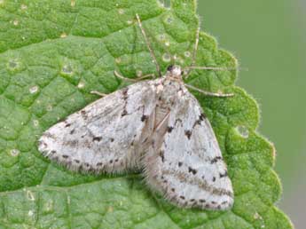 Eumannia oranaria Stgr adulte - ©Philippe Mothiron