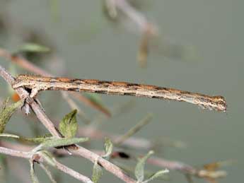  Chenille de Scopula ornata Scop. - ©Samuel Ducept