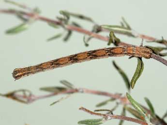  Chenille de Scopula ornata Scop. - ©Samuel Ducept