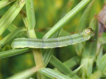  Chenille de Eupithecia oxycedrata Rbr - Philippe Mothiron