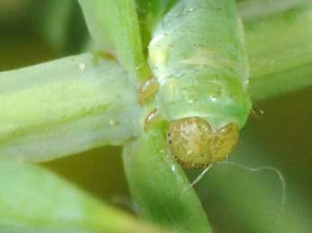  Chenille de Eupithecia oxycedrata Rbr - Philippe Mothiron