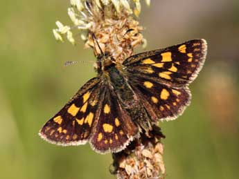 Carterocephalus palaemon Pall. adulte - ©Daniel Morel