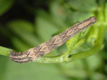  Chenille de Idaea pallidata D. & S. - Wolfgang Wagner, www.pyrgus.de