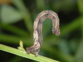  Chenille de Idaea pallidata D. & S. - Wolfgang Wagner, www.pyrgus.de