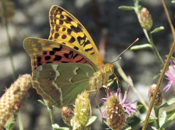 Argynnis pandora D. & S. adulte - Jean-Pierre Lamoline