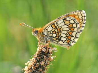 Melitaea parthenoides Kef. adulte - ©Philippe Mothiron