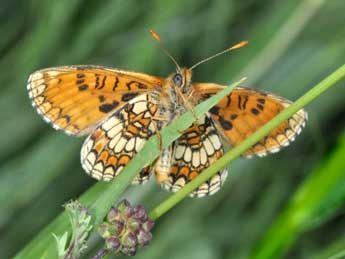 Melitaea parthenoides Kef. adulte - Philippe Mothiron