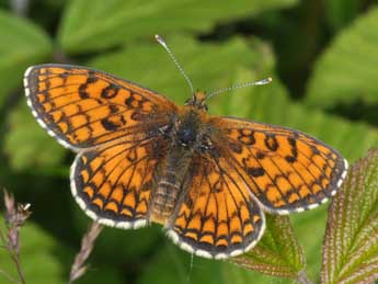 Melitaea parthenoides Kef. adulte - Philippe Mothiron