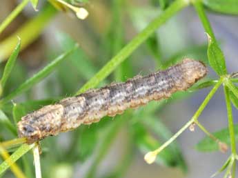  Chenille de Colostygia pectinataria Knoch - ©Philippe Mothiron