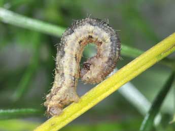  Chenille de Colostygia pectinataria Knoch - ©Philippe Mothiron