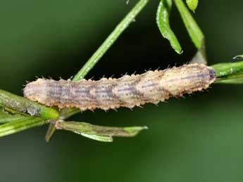  Chenille de Colostygia pectinataria Knoch - ©Philippe Mothiron