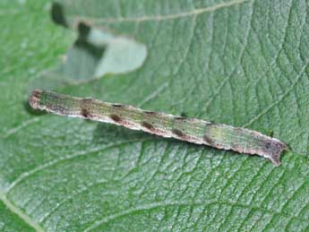  Chenille de Cyclophora pendularia Cl. - Philippe Mothiron