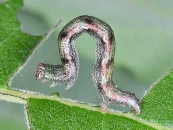  Chenille de Cyclophora pendularia Cl. - Philippe Mothiron