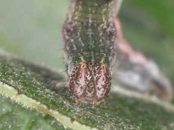  Chenille de Cyclophora pendularia Cl. - ©Philippe Mothiron