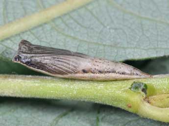  Chrysalide de Cyclophora pendularia Cl. - ©Philippe Mothiron