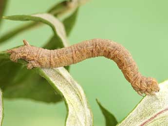  Chenille de Dyscia penulataria Hb. - Lionel Taurand