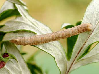  Chenille de Dyscia penulataria Hb. - ©Lionel Taurand